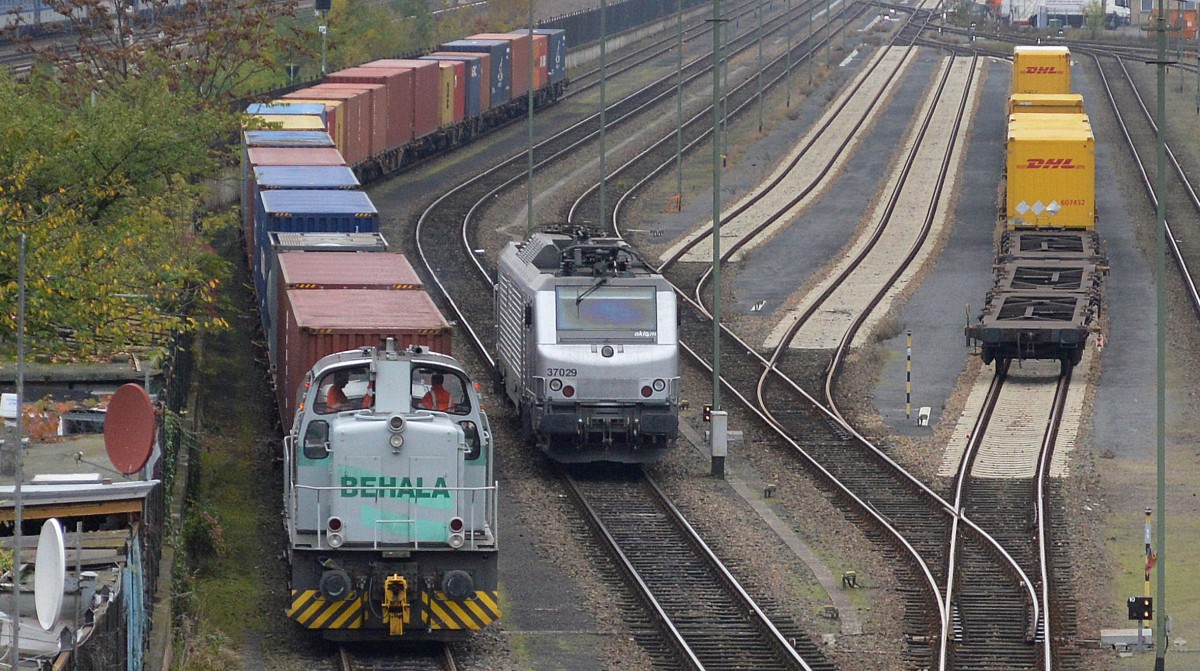 Wahrend die BEHALA Lok 10 (Typ KM M800BB) mit einem Containerzug rangiert ist die Akiem Mietlok 37029 auf dem Berliner Westhafengelände abgestellt um einen Containerzug zurück zu übernehmen, 24.10.14 Berlin-Putlitzbrücke. 
