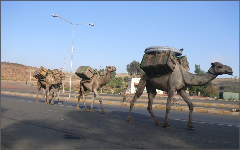 Bed�chtig und zielstrebig gleiten sie fast lautlos auf der Hauptstrasse nach Massawa vorbei. (29.10.2008)