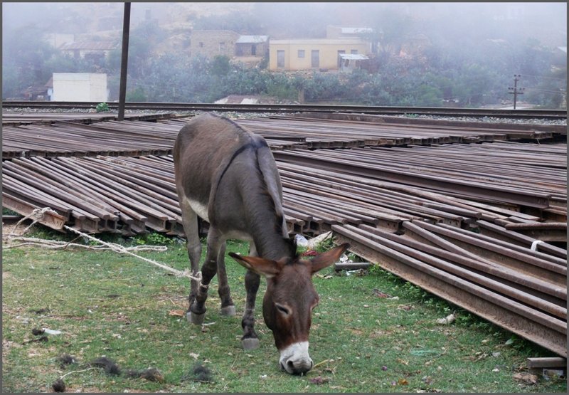 Das ist ein Schienenesel. Nefasit. (30.10.2008)