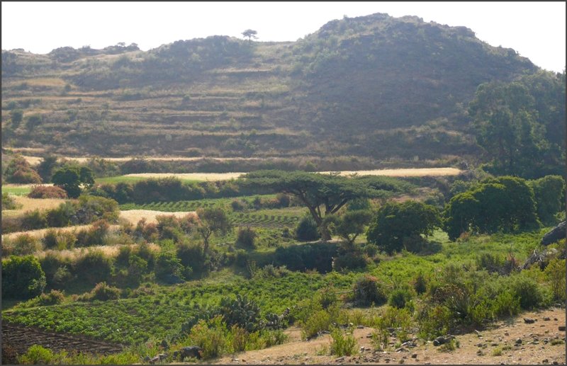 Dort wo Wasser vorhanden ist, entsteht auch mal eine oasen�hnliche Landschaft. (26.10.2008)
