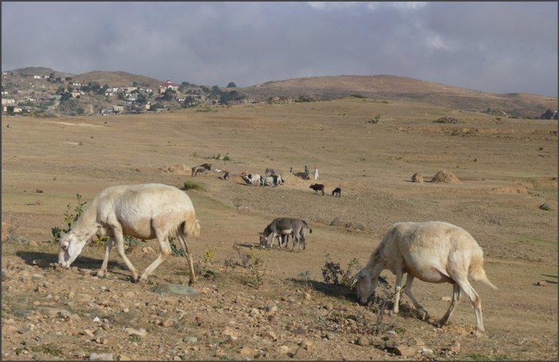 Hammelfleisch st�ndig auf der Suche nach was Essbarem. (26.10.2008)