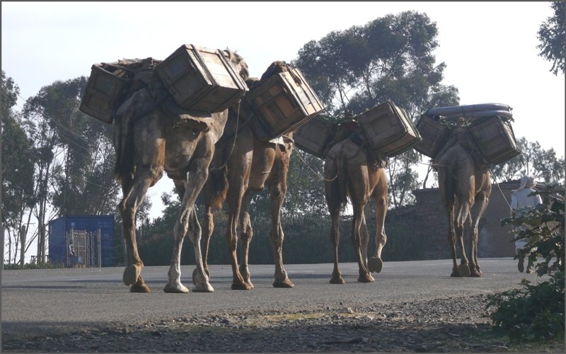 Kamelkarawane am Stadtrand von Asmara am h�chsten Punkt der Strasse nach Massawa auf 2400m �/M. (29.10.2008)