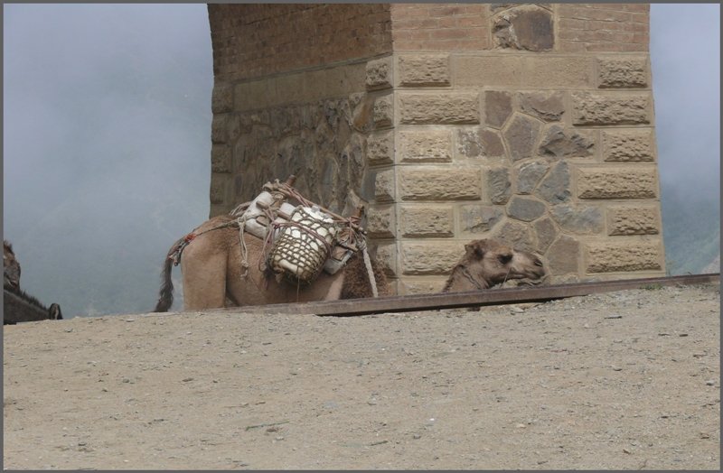 Neben dem entschwindenden Kamel sieht man auf diesem Bild sehr gut den kunstvollen Wiederaufbau der Eisenbahnbr�cken, wie hier einer der Pfeiler in Arbaroba. (01.11.2008)