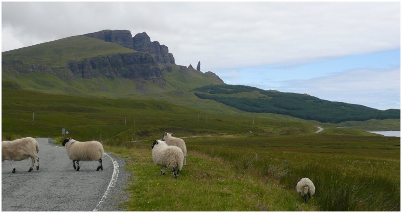 Schafe auf der Strasse zum Old man of Storr, dem Felsen im Hintergrund. (07.08.2008)