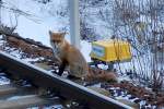 Bahnimpressionen im Winter 2011/12 ein Fuchsweibchen auf dem Weg zu ihrer H�hle, 03.02.12 Berlin-Putlitzbr�cke.