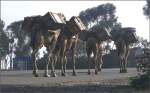 Kamelkarawane am Stadtrand von Asmara am h�chsten Punkt der Strasse nach Massawa auf 2400m �/M.