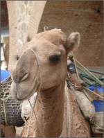 Man weiss nie so richtig was es denkt, dieses  Pokerface .