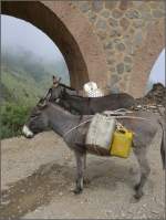 Stoisch und geduldig warten sie auf den Abstieg ins Tal.