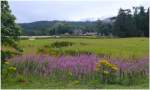 Weider�schen wie �berall in Schottland waren in den Grampian Mountains sehr zahlreich. (05.08.2008)